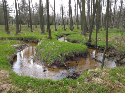 Meandrujący potok Łącza